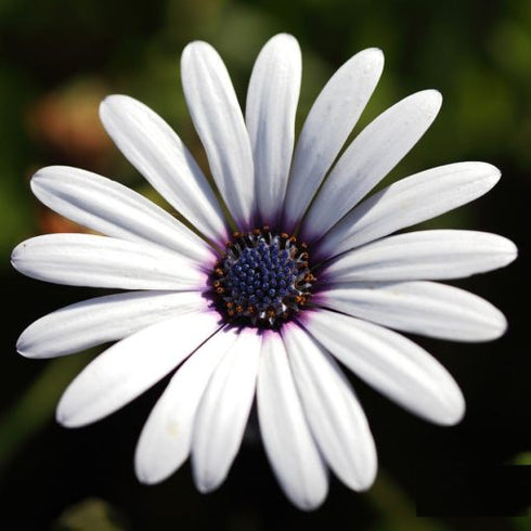 Dimorphotheca Crosta White Seeds